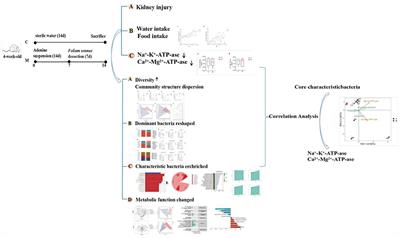 Diarrhea with deficiency kidney-yang syndrome caused by adenine combined with Folium senna was associated with gut mucosal microbiota